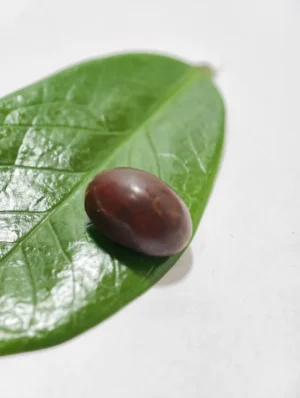 Mustika Kedung Pedut